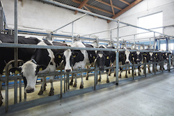 Unsere Kühe im Melkstand
Foto: Grundt/LVN